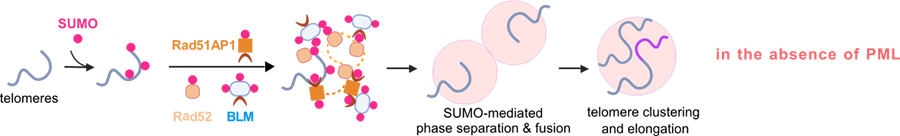 0829_sumo-telomere-lengthening_diagram.jpg