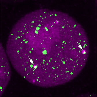 Super-resolution imaging of transcriptional condensates (green) and the production of nascent RNA (magenta) at two alleles (arrows).