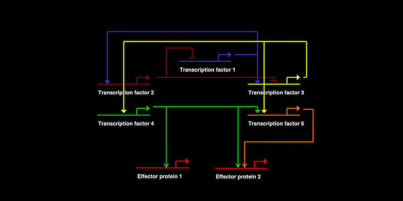 Ettensohn Lab