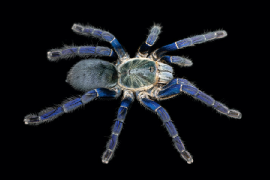 Scientists discover why tarantulas come in vivid blues and greens