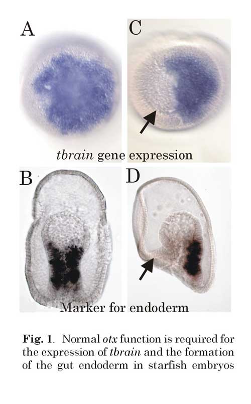 Gene Expression