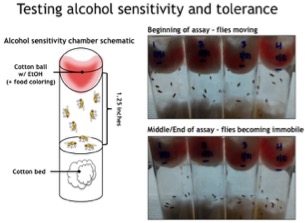 Alcohol Sensitivity