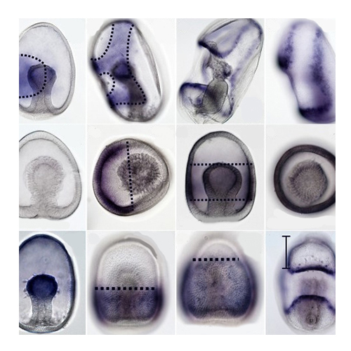 Developmental Biology