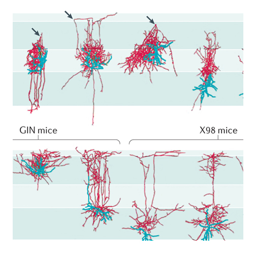 Neuroscience