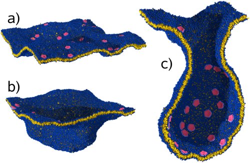 short sequence of protein-induced vesiculation