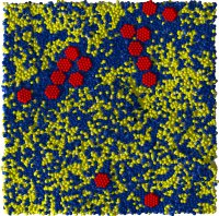 selectively binding proteins segregate on a nonideal lipid mixture