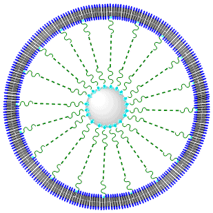 membrane-coated nanoparticle