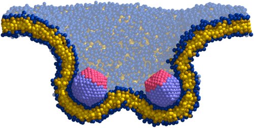 snapshot of two interacting membrane-bending capsids