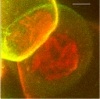 adhesion between P-beta-prime membranes