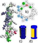 antimicrobial peptide sketch