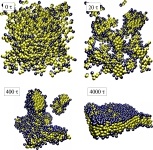 self assembly of the course grained Cooke model for lipids