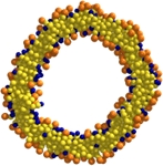 lipid curvature coupling visible in a sliced vesicle