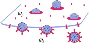 spike-assisted budding of viral capsids