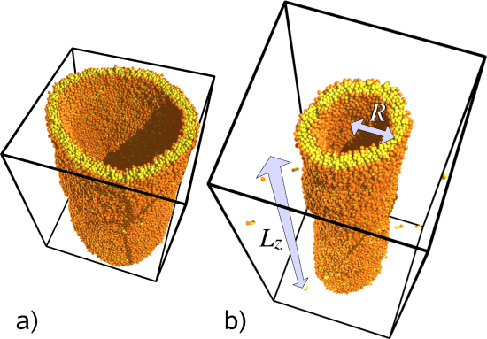 membrane tethers in simulation