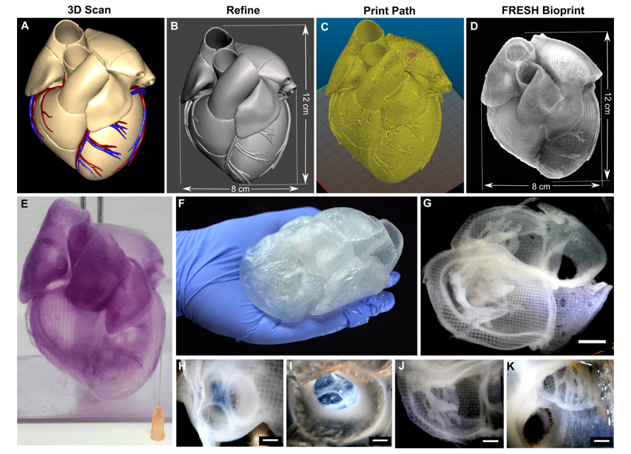 modeling heart