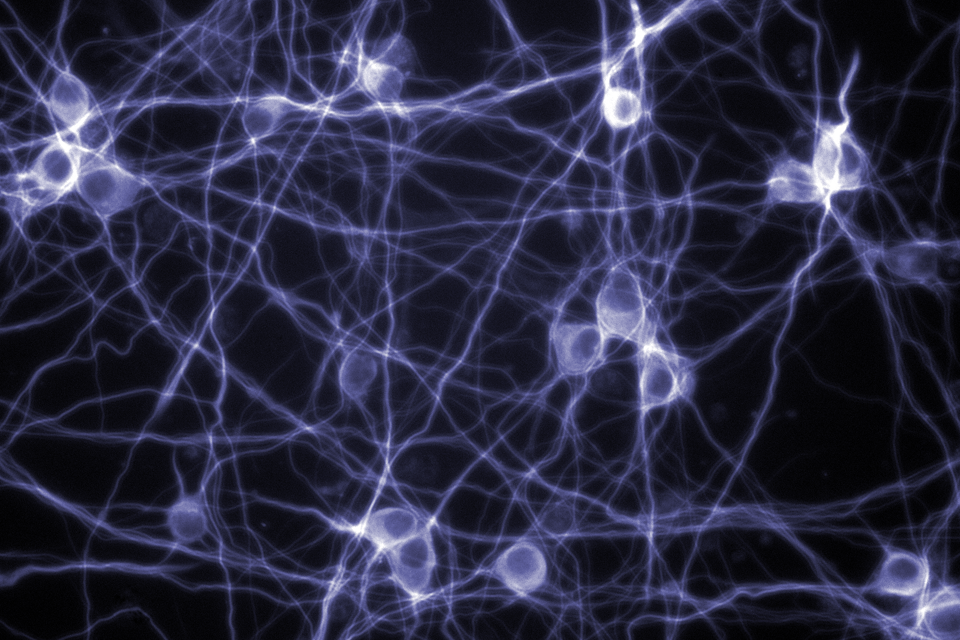 neuron-modeling-jzheng.png