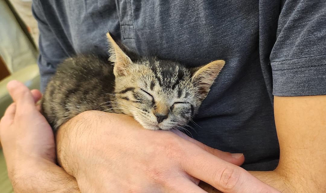 PURRcision: Pulse oximeters for Frankie’s Friends