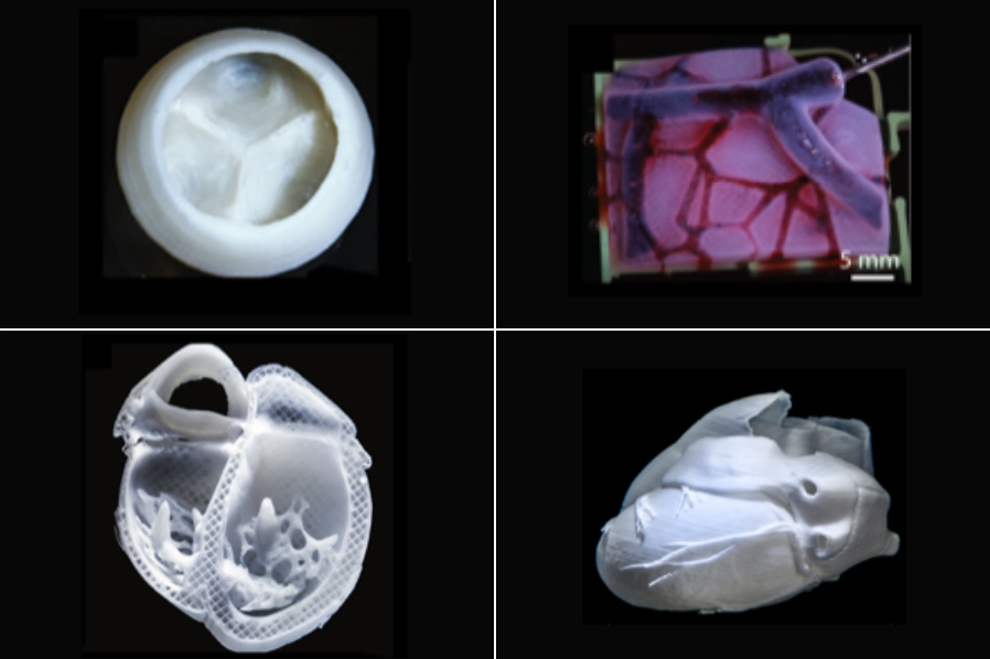 Discover the Online Graduate Certificate in 3D Bioprinting & Biofabrication