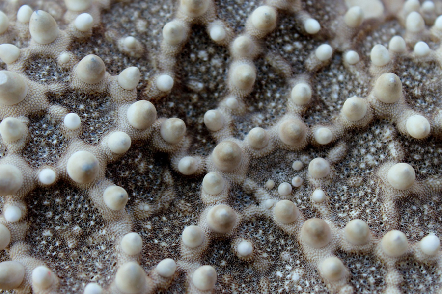 The future of human healing lies in the brain of a starfish