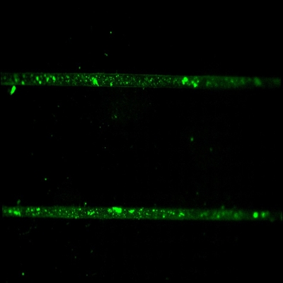 Fluorescent collagen stripes