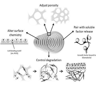 Engineering strategies to enhance tissue regeneration