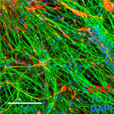 Cells maintain neuronal and glial phenotypes in long-term cultures
