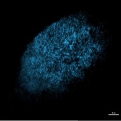 Nuclei of cells in a gel