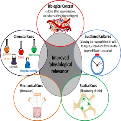 Strategies for improving the physiological relevance of human engineered tissues