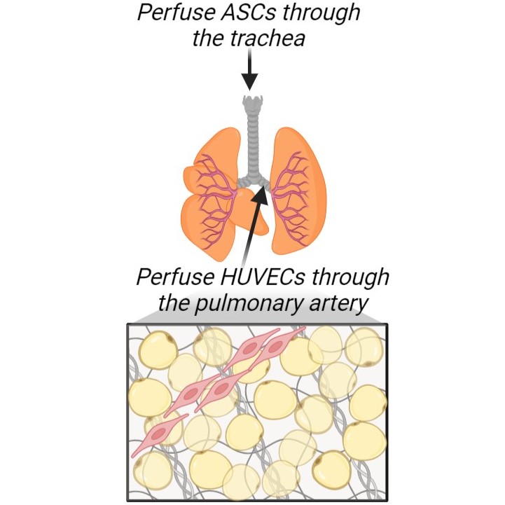 fat seeding into a decellularized lung