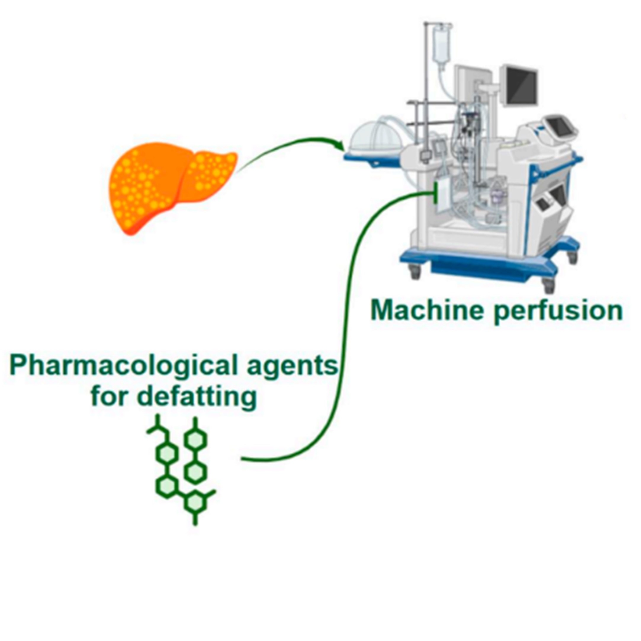 Liver Defatting