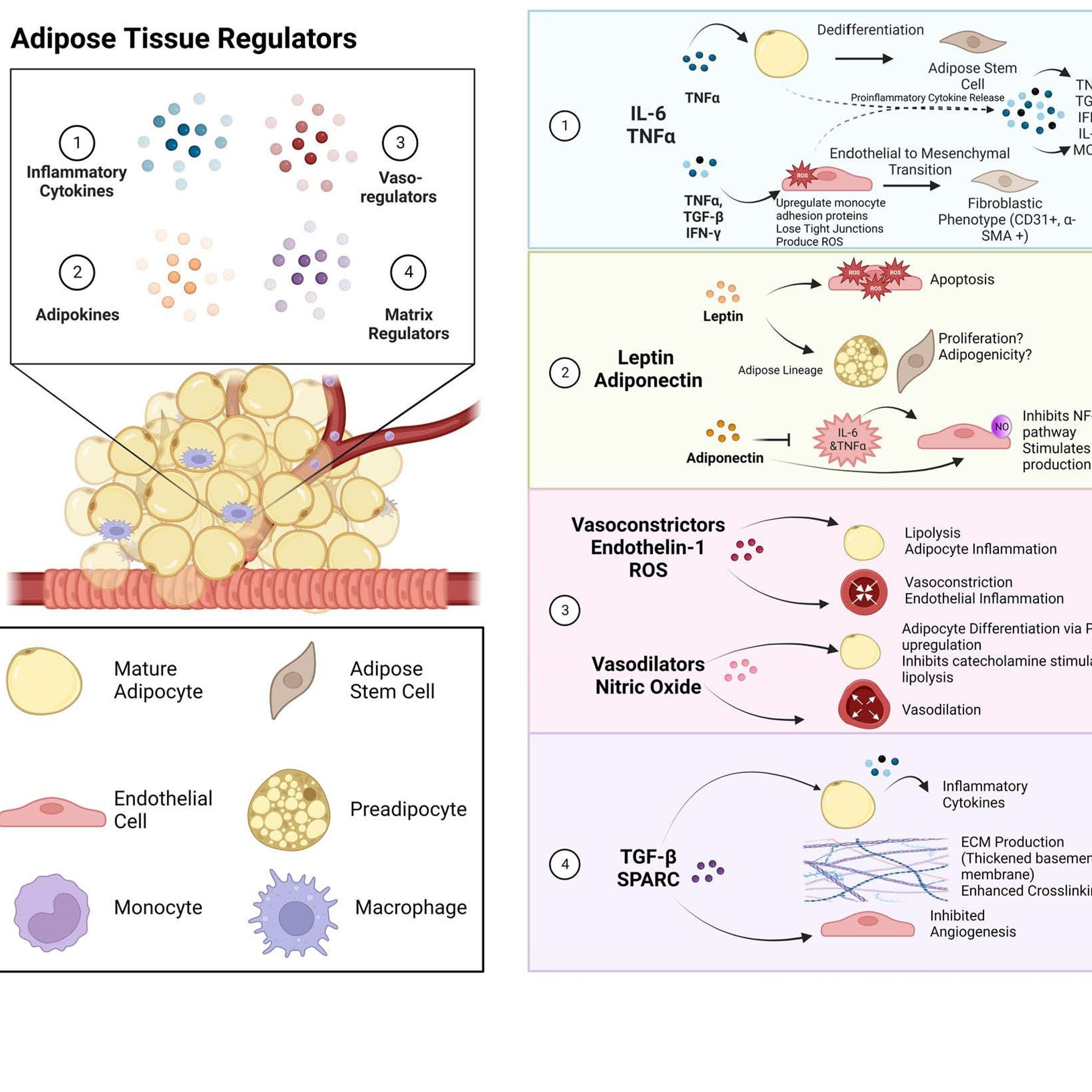 Mechanisms of adipose tissue regulation