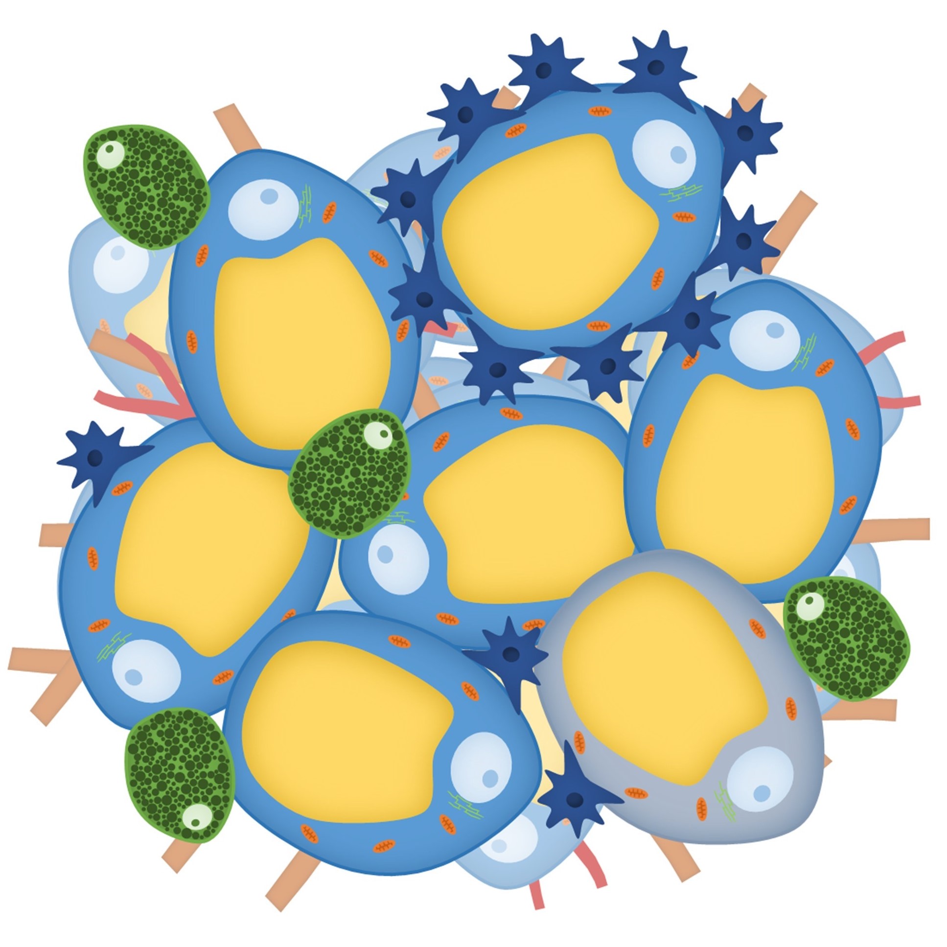 Adipose tissue fibrosis