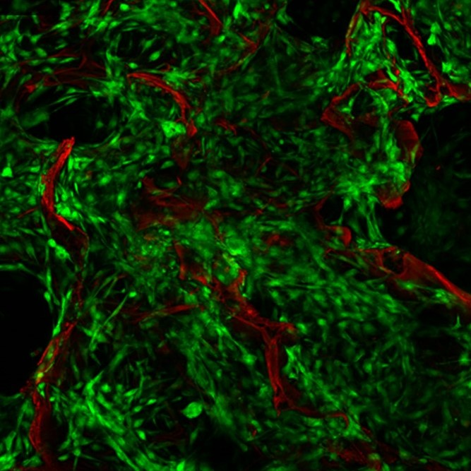 Live cells growing in silk scaffolds