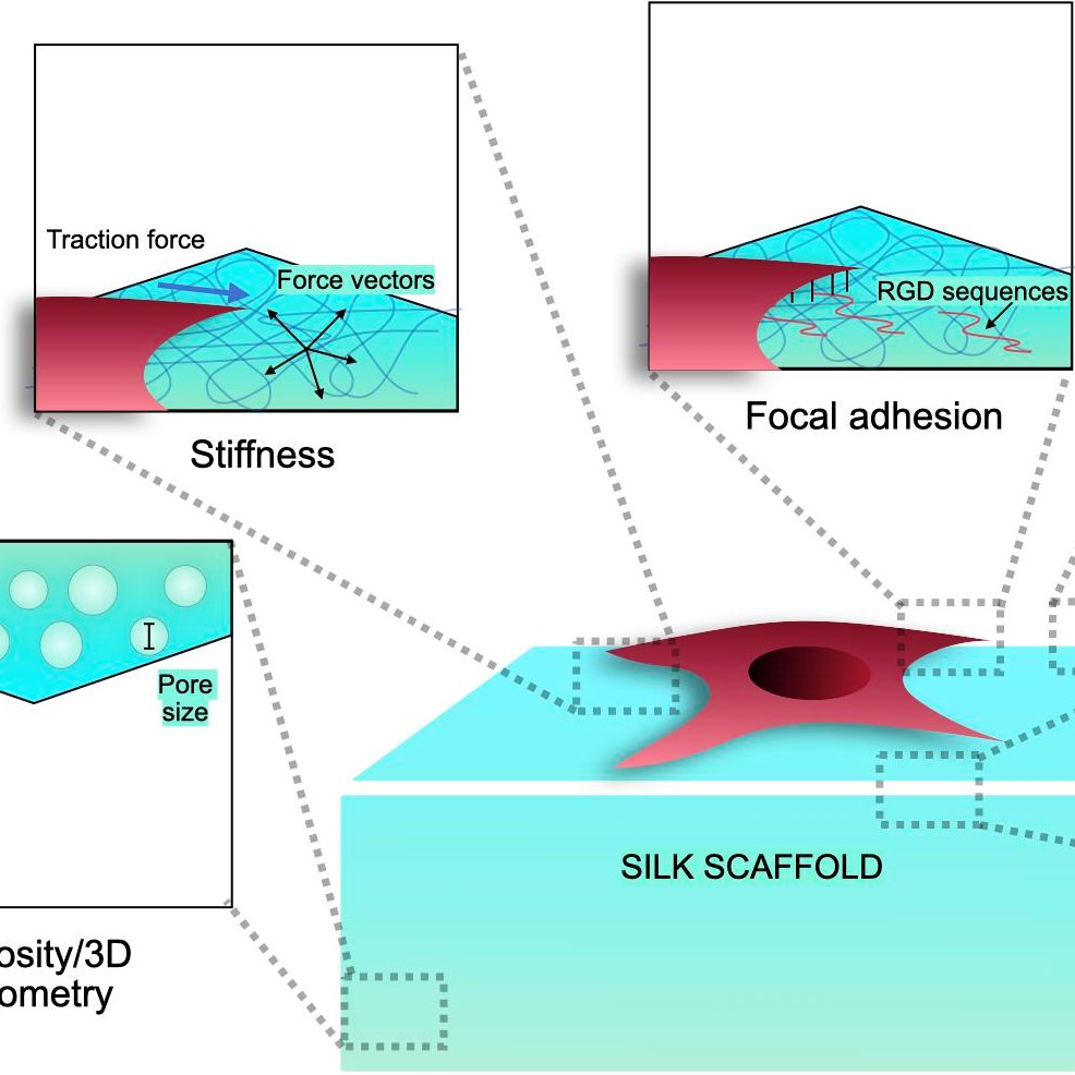 Materiobiology of silk