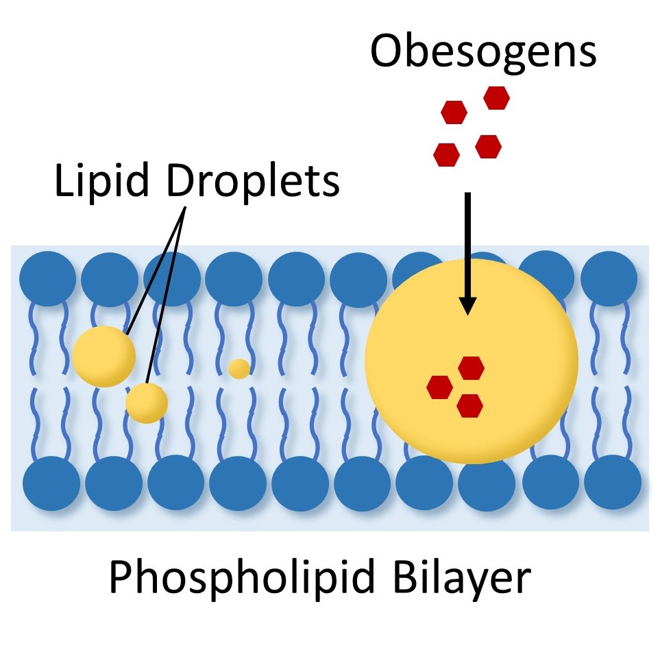 Obesogen entering a cell