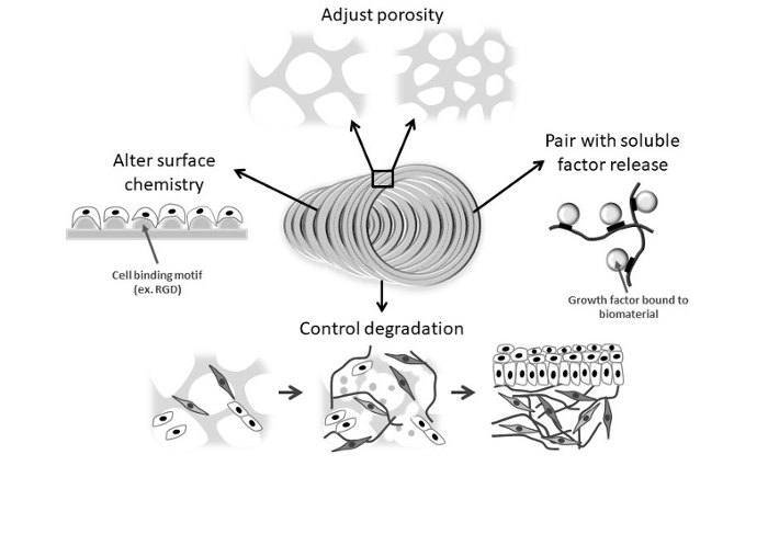 Strategies for engineering biomaterials for enhanced tissue regeneration