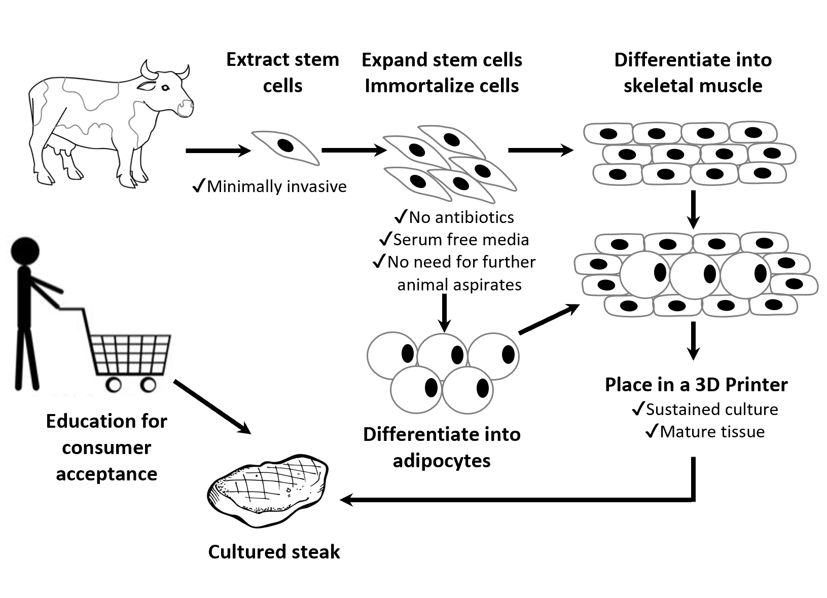Schematic representation of adipocyte metabolism