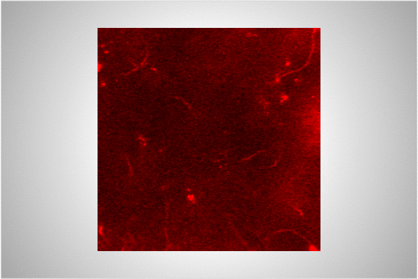 skuhlman_research_image