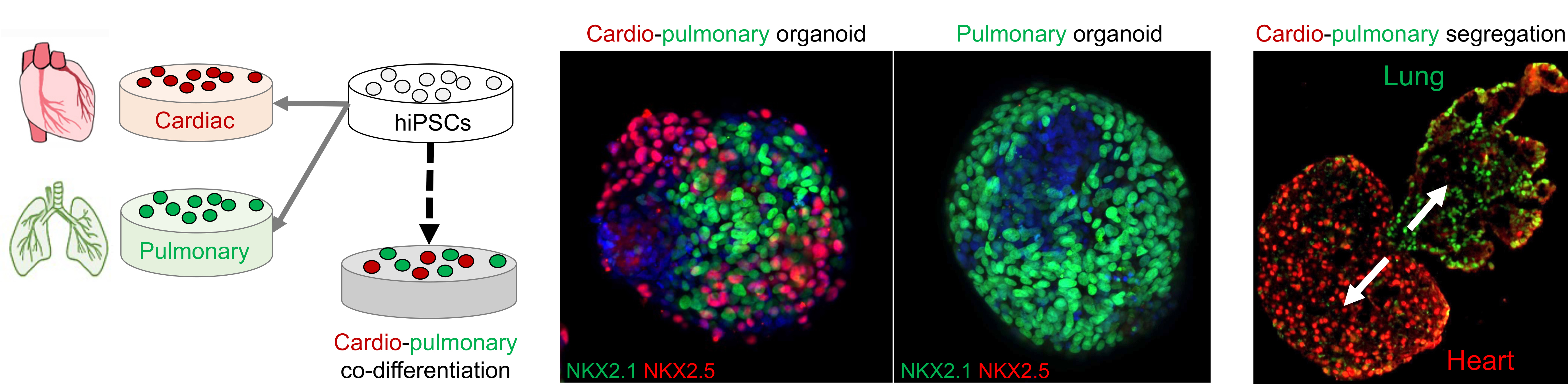 cardio-pulmonary-2.jpg