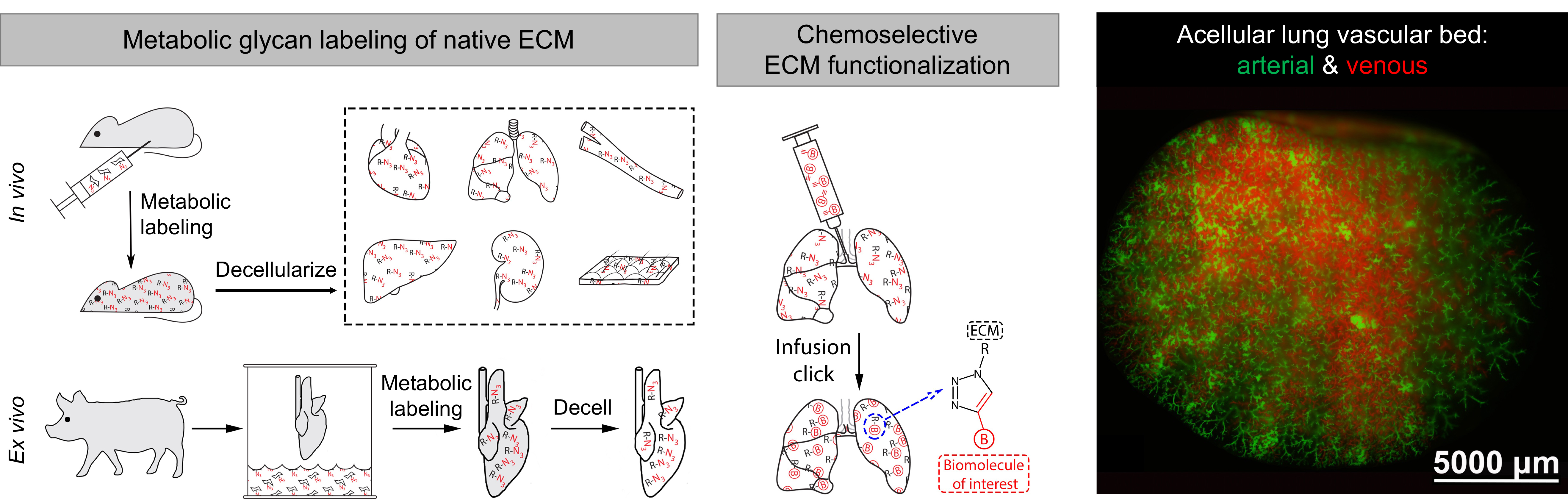 ecmclick.jpg