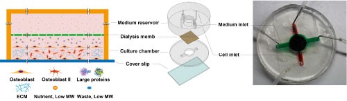 Bone chip to study bone metastasis