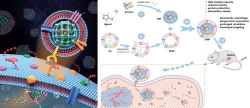 EV-camouflaged nanoparticles for protein delivery