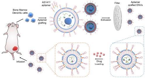 Aptamer conjugated EVs for targeted drug delivery