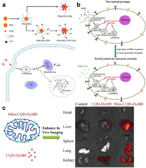 Cellular Interactions