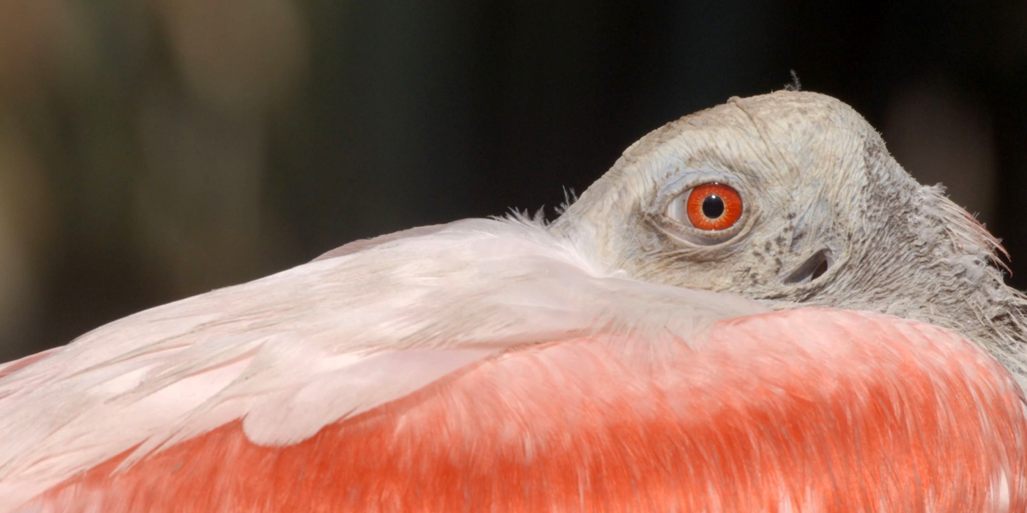 Roseate Spoonbill by Tucker Marder