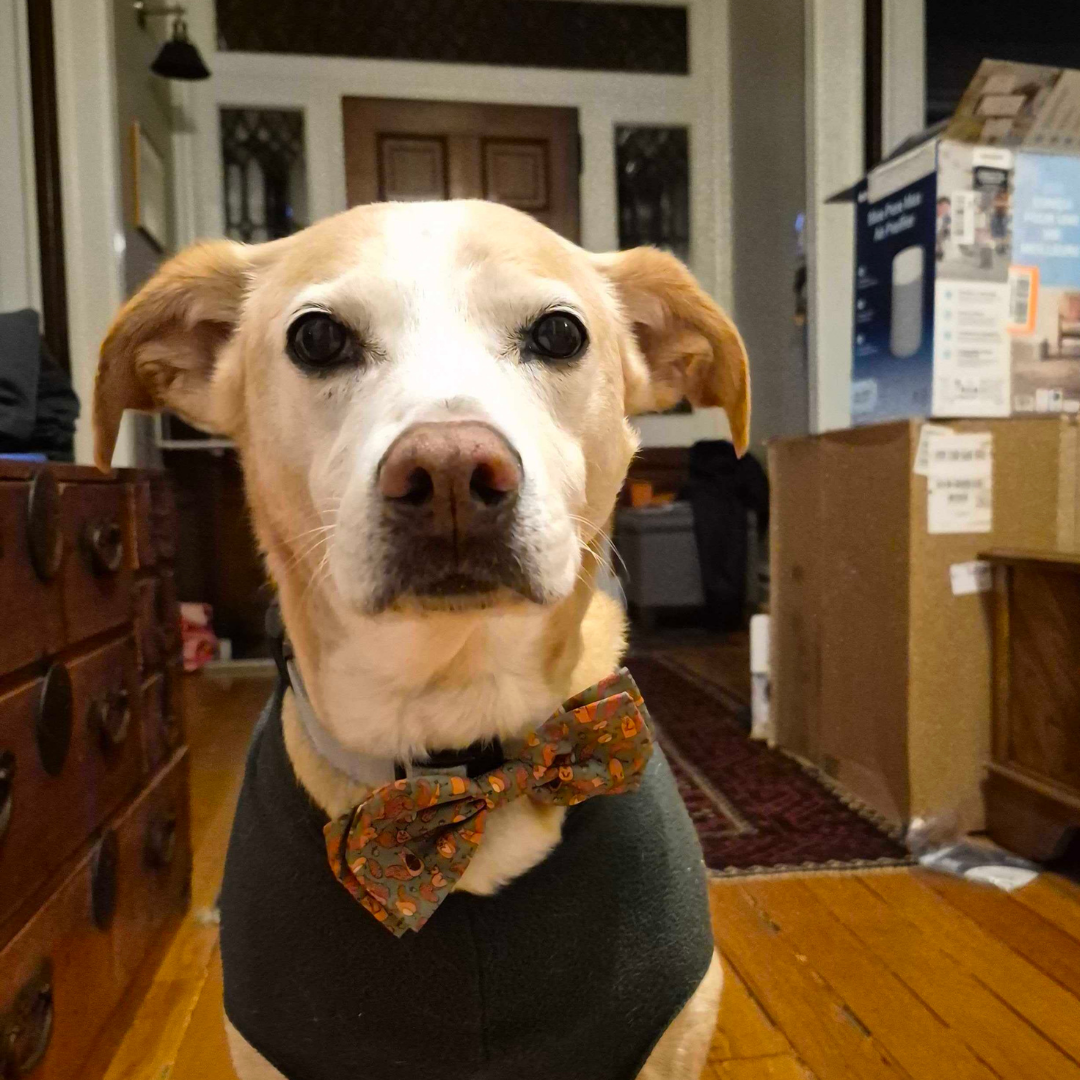 Labrador dog in a bow tie and vest.