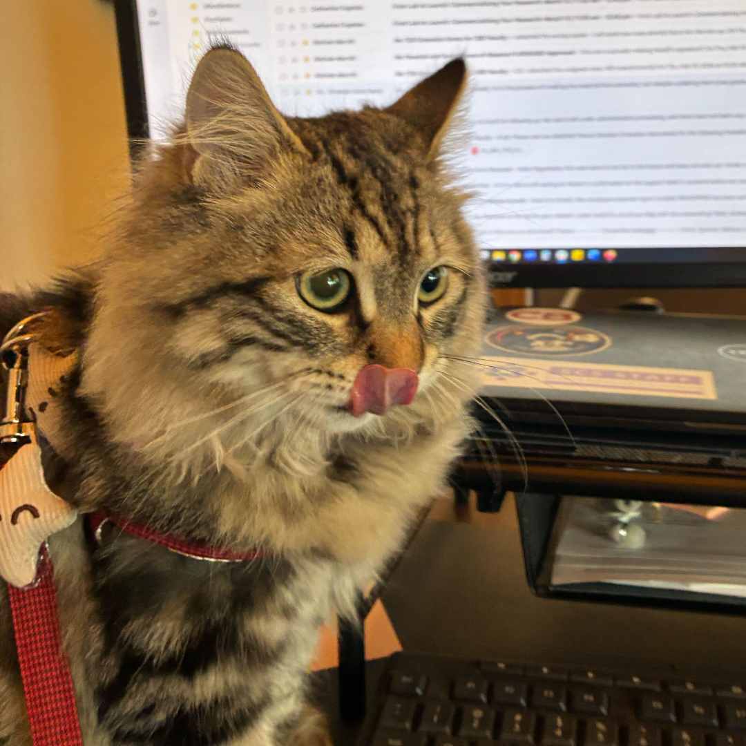 A cat licking its lips