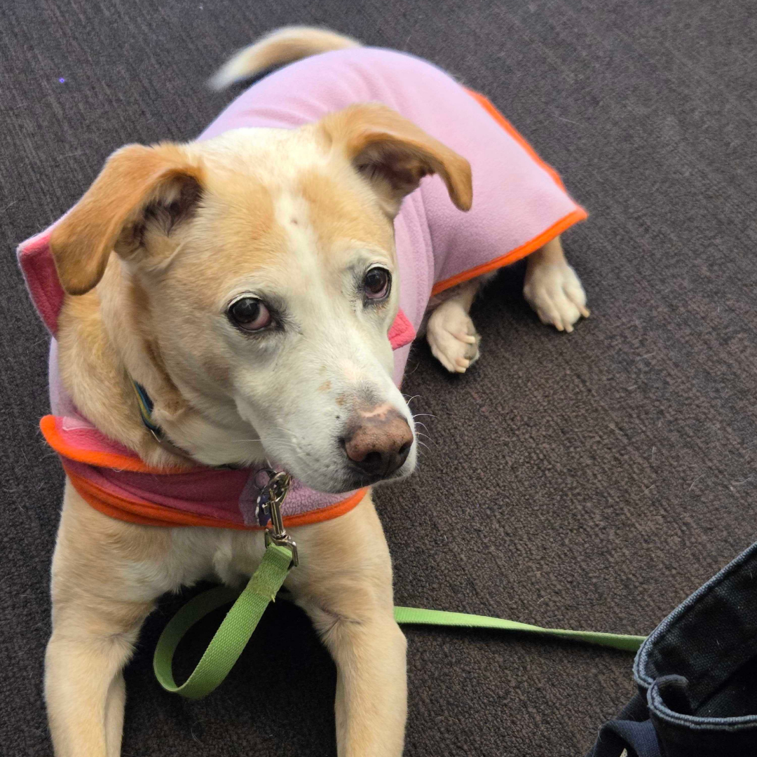 A dog staring at the camera wearing a pink vest and lime green leash