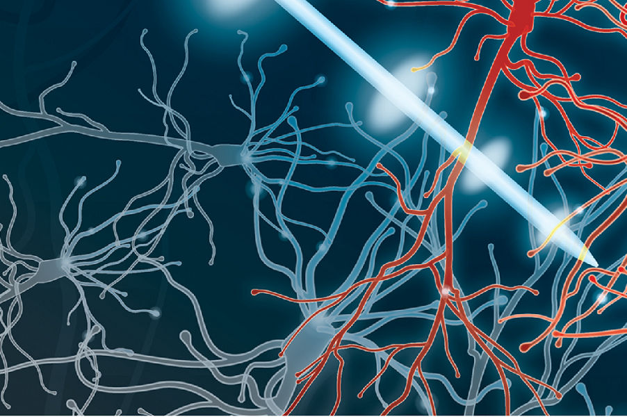 Pulsed electrical stimulation drives cell-type specific neuromodulation.