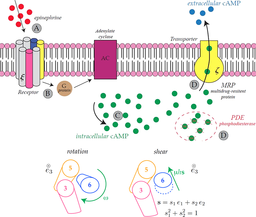 Schematic representation of the ligand-binding between epinephrine (red dots on the top-left) and GPCRs (left, formed by seven cylindrical Transmembrane Domains-TMs) with production of intracellular and extracellular cyclic-Adenosine MonoPhosphate-cAMP- in the presence of transporters-MRPs (yellow unit to the right). Intermediate units are the G-protein (brown circle, near the GPCRS) and the Adenylate Cyclase (purple unit, across the membrane).